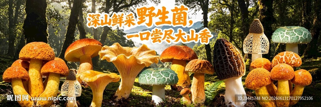 野生菌海报