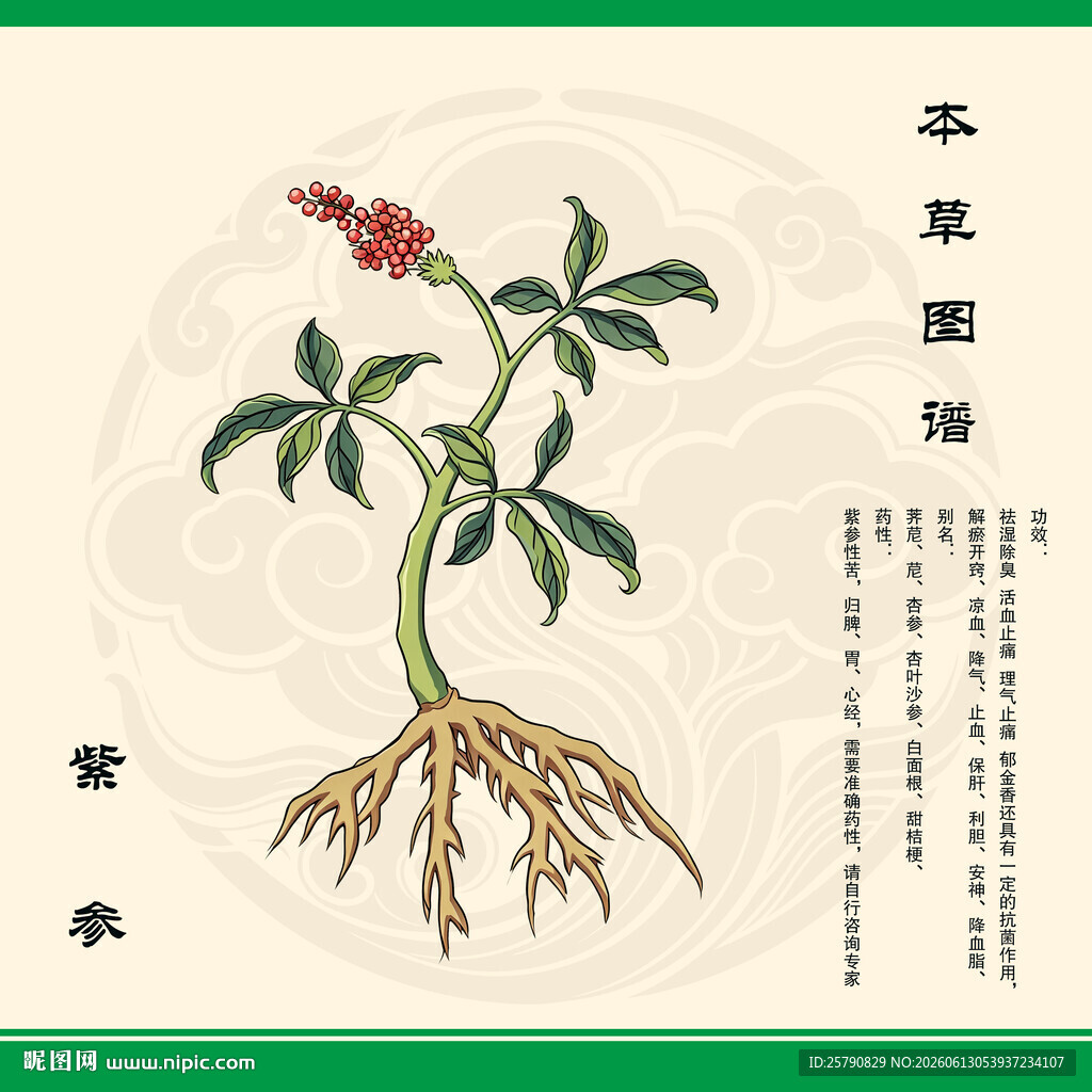 手绘紫参植物图