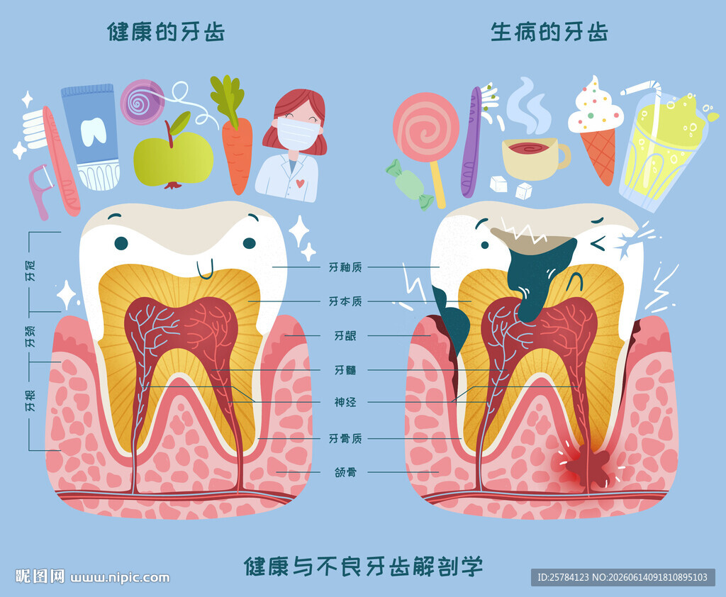 口腔健康牙齿解剖图儿童知识科普
