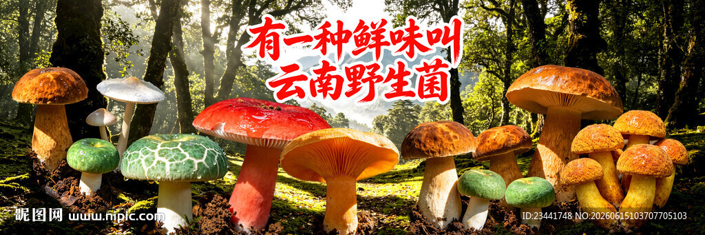云南野生菌