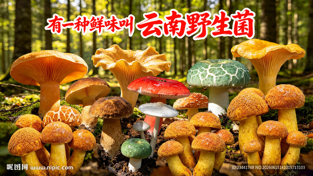 云南野生菌