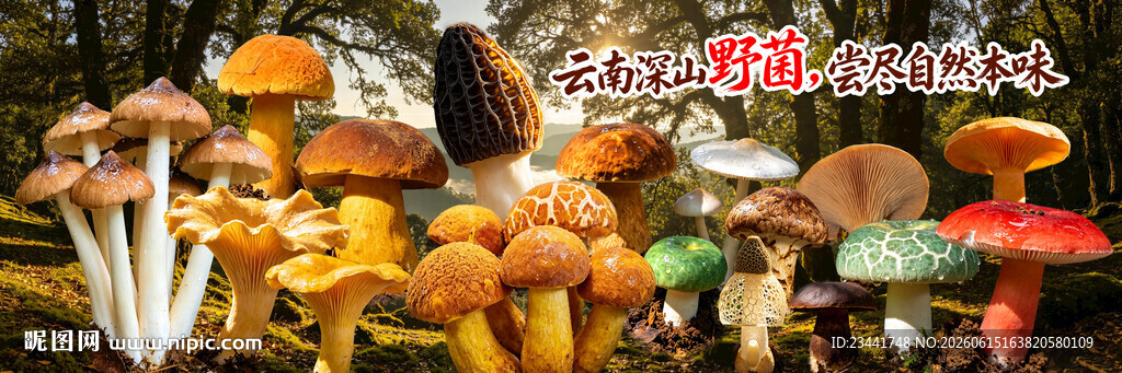 野生菌广告