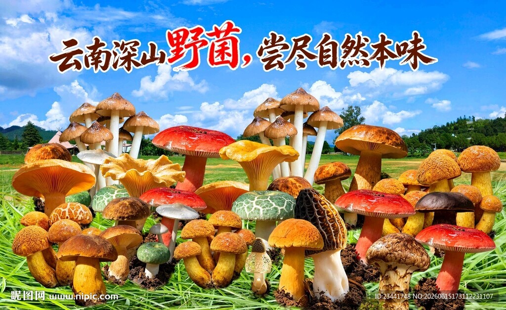 野生菌