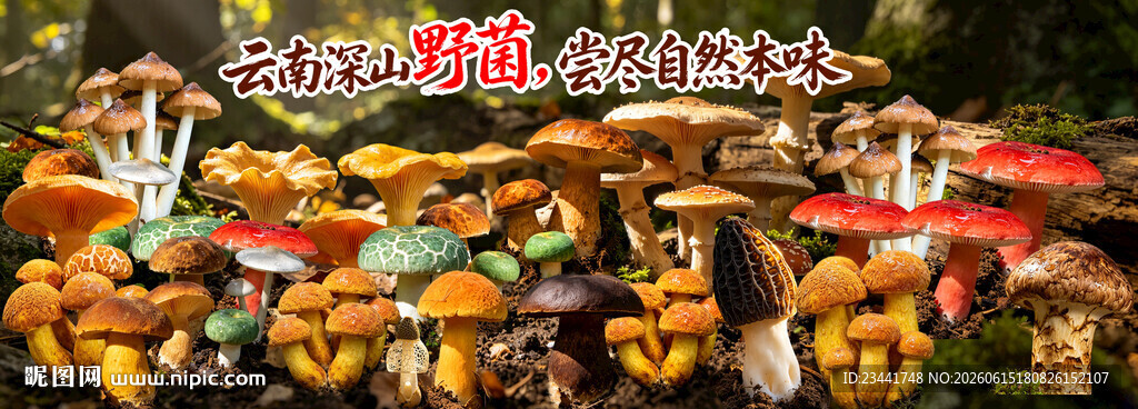 野生菌广告 