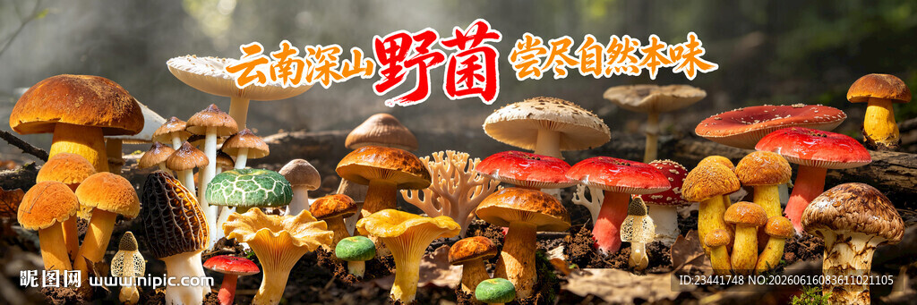 野生菌广告  