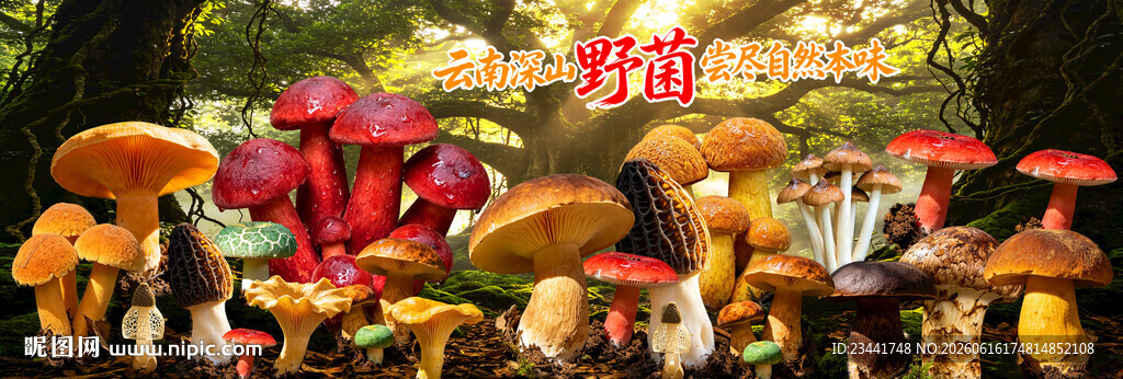 野生菌海报