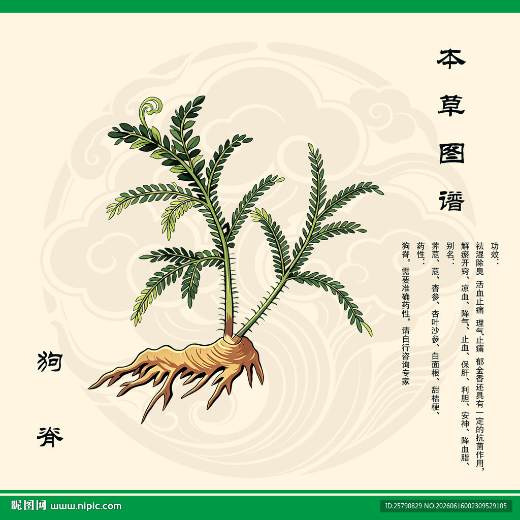 本草纲目狗脊插画图