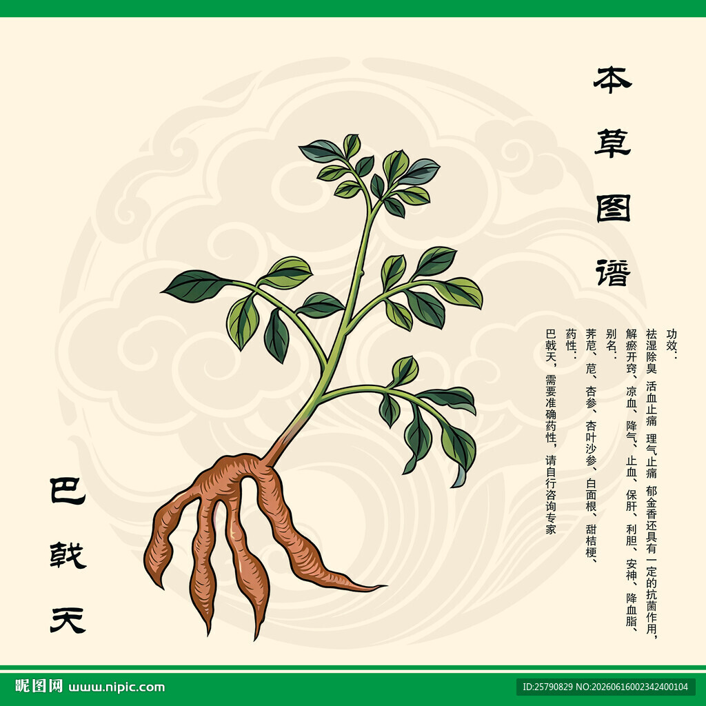巴戟天植物图示
