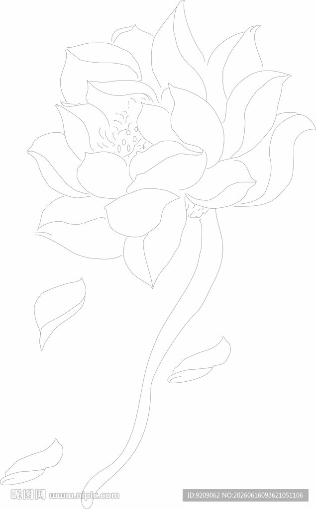 莲花