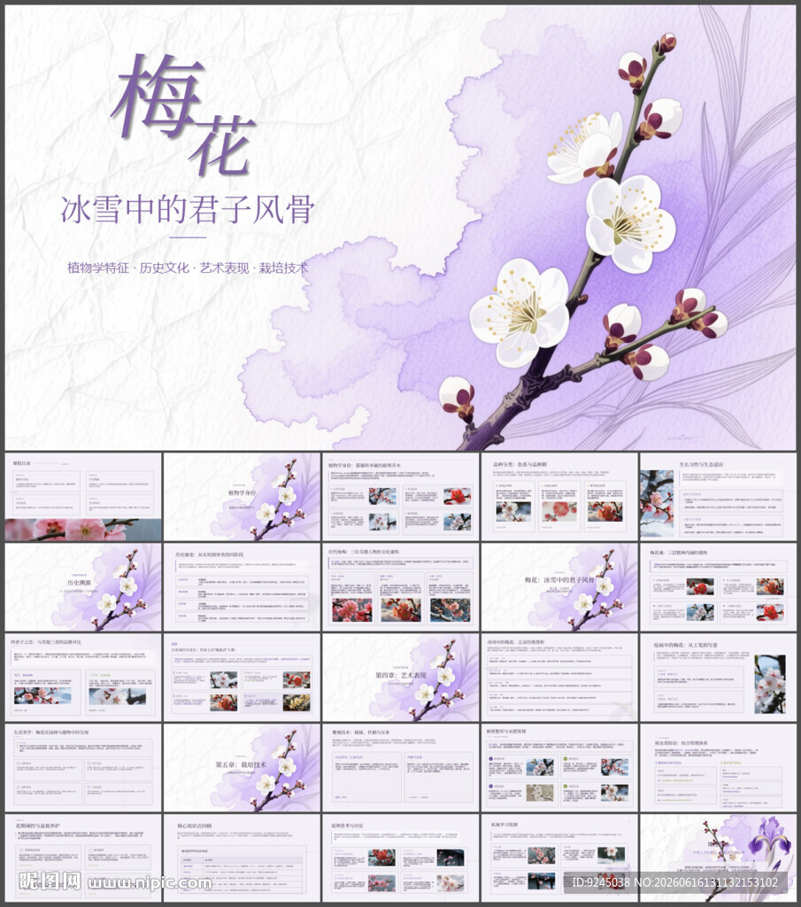 君子风骨梅花介绍课件PPT