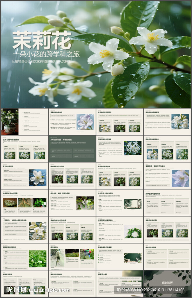 茉莉花介绍PPT课件