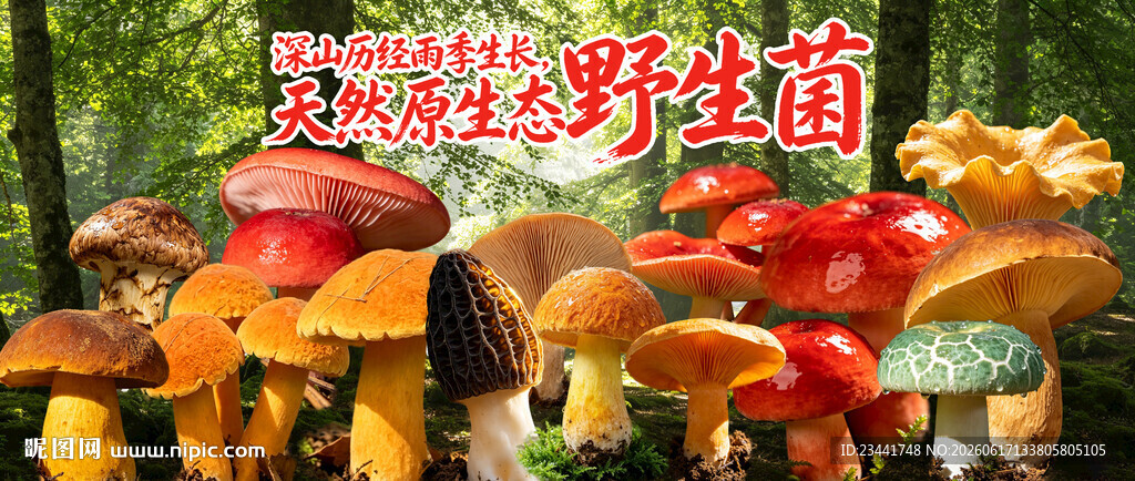 云南野生菌