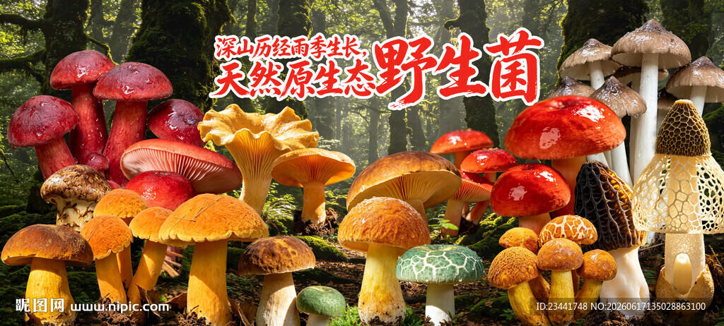 野生菌广告 黄牛肝菌 云南野生