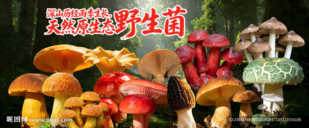 野生菌广告  