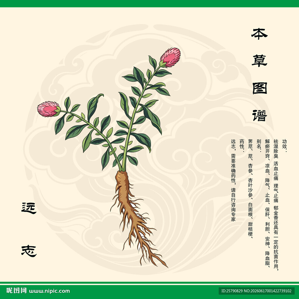 远志植物图示