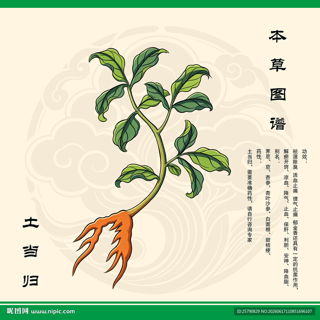 土当归草药图
