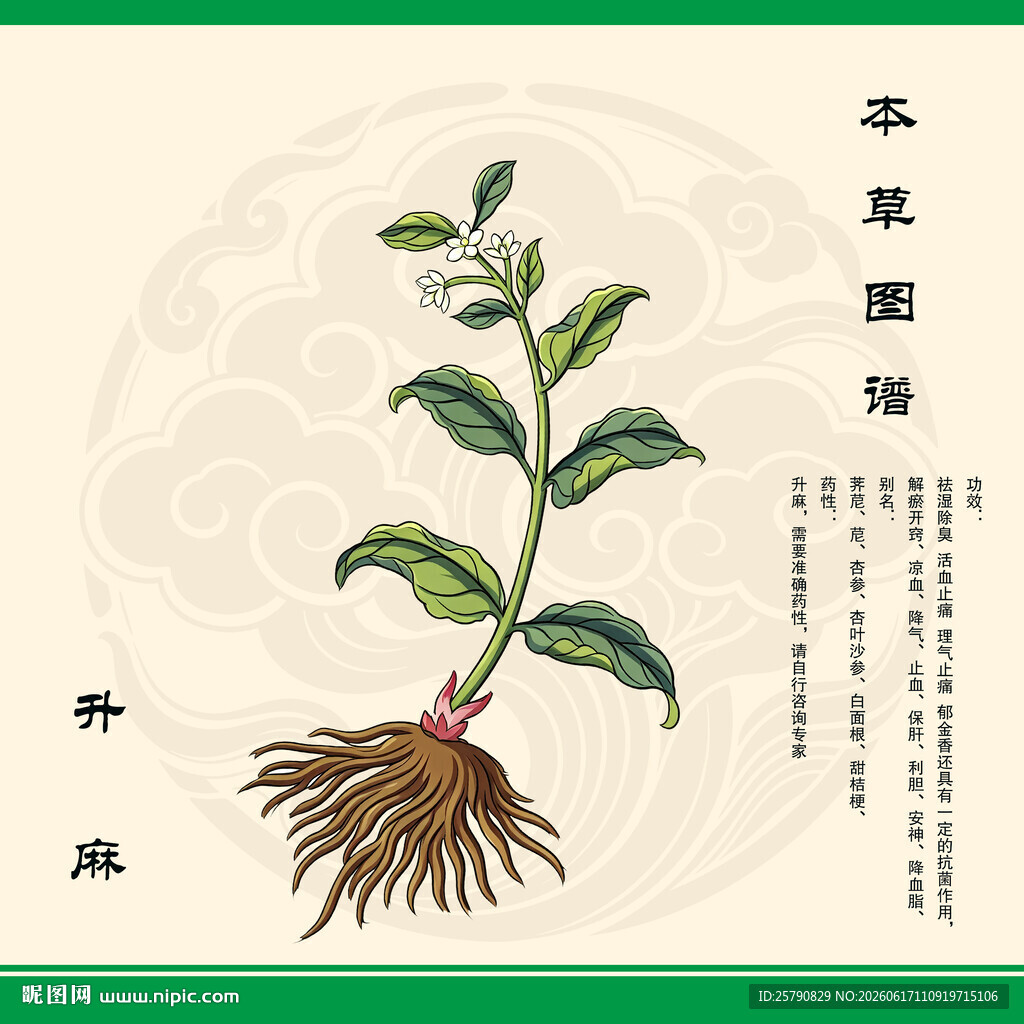 升麻中草药图