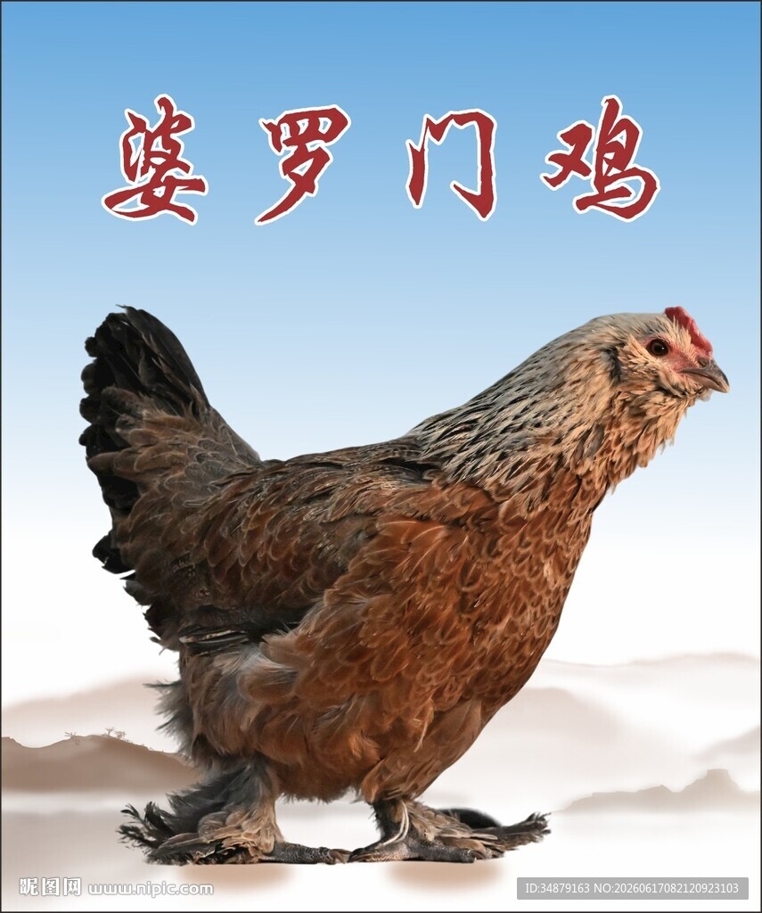 婆罗门鸡