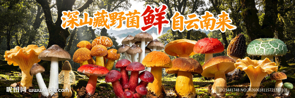 野生菌海报