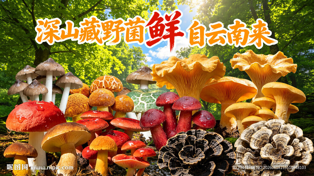 野生菌广告  