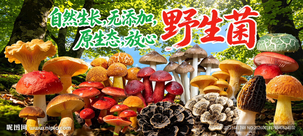 野生菌广告 