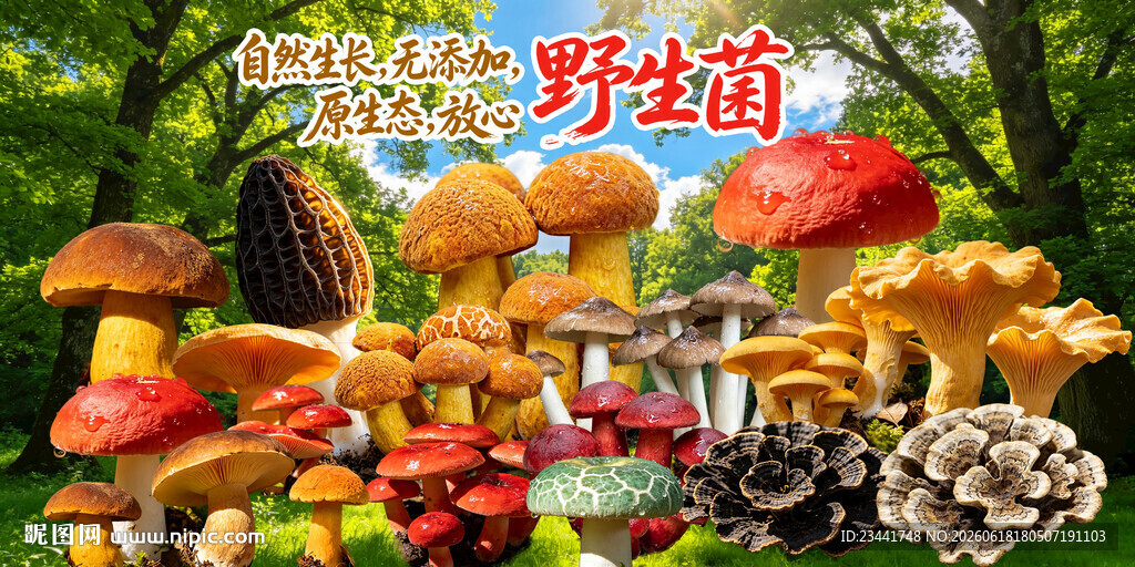 野生菌 