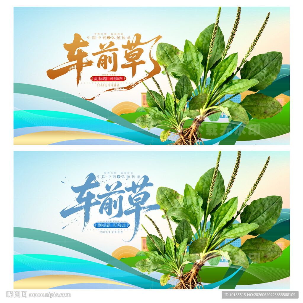 车前草