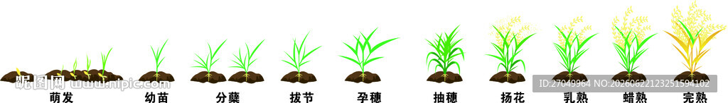 水稻幼苗成长过程展示