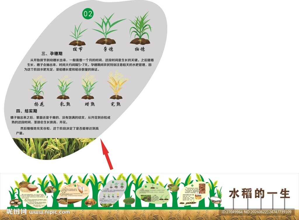 水稻的一生