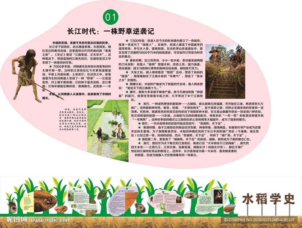 一株野草的逆袭记水稻的发展历程