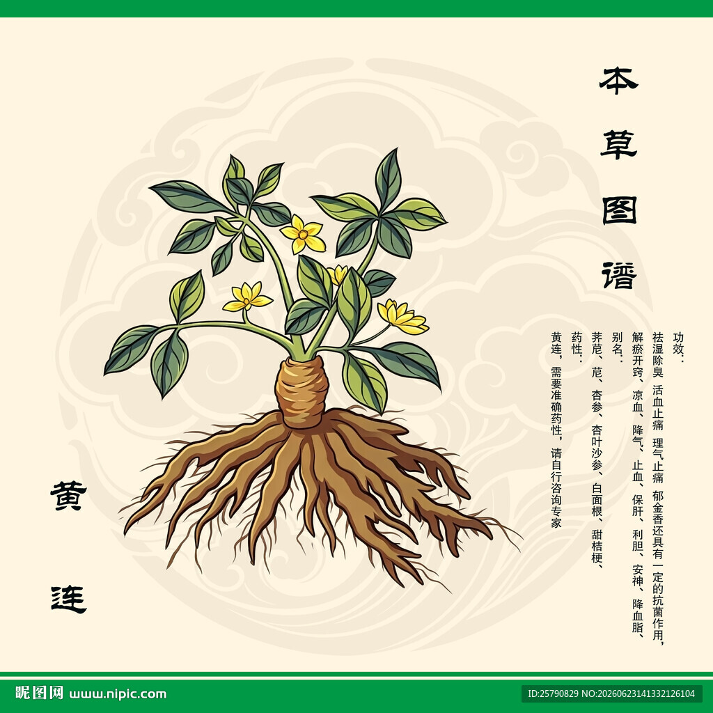 本草图鉴之黄连植物图