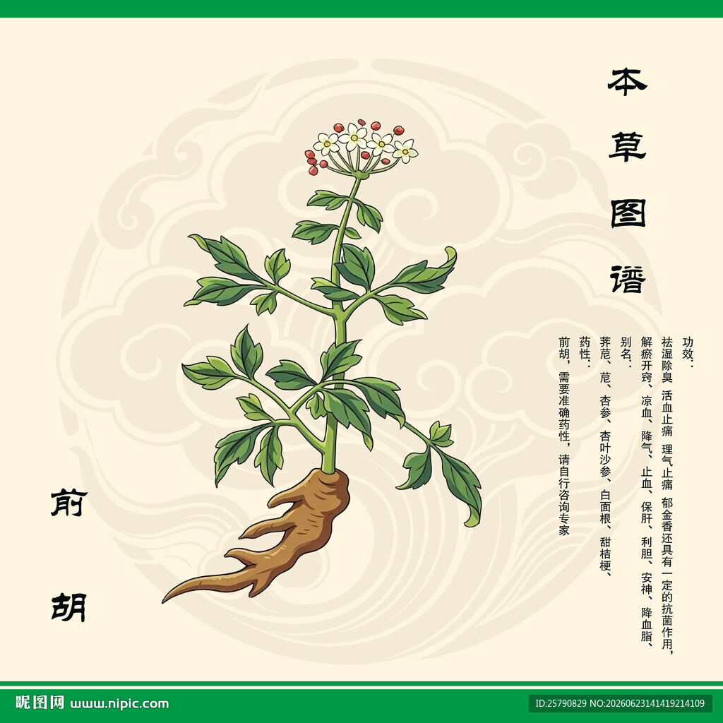前胡中草药前胡