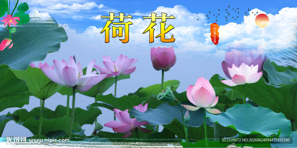 荷花  