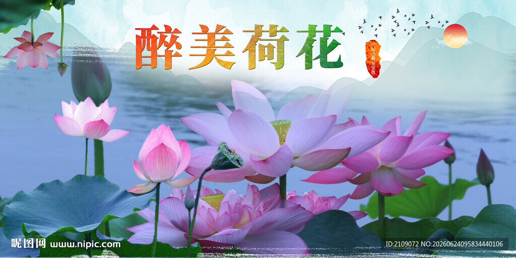 荷花 