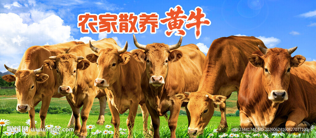 黄牛海报