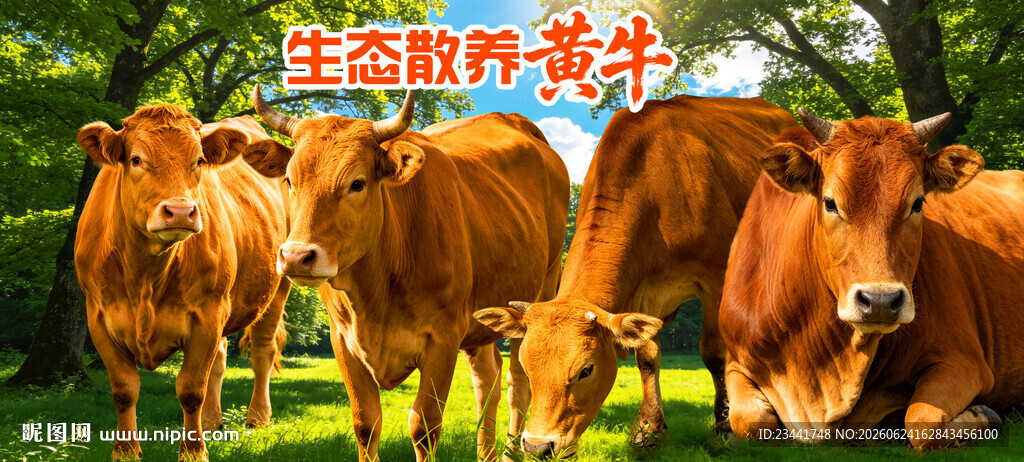 生态散养黄牛