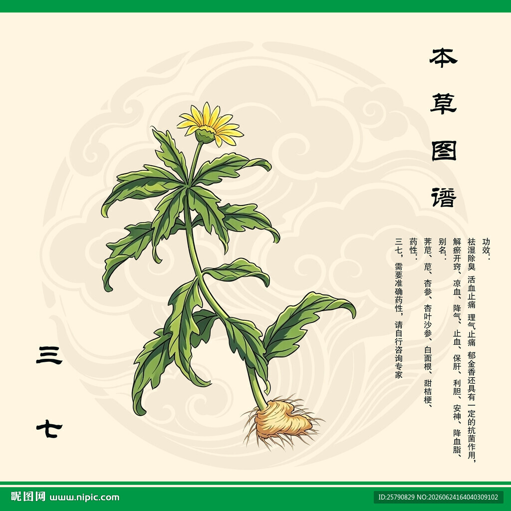 三七中草药三七