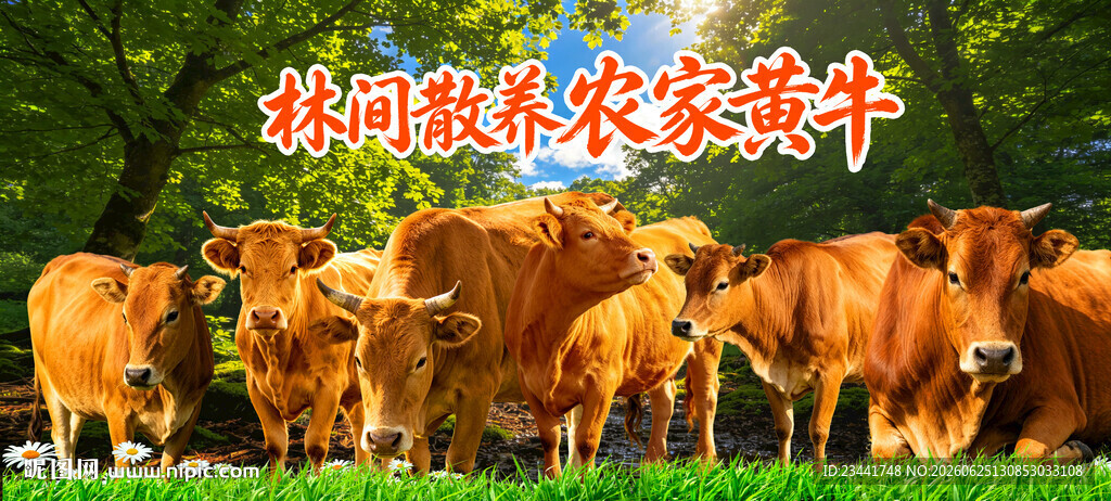 森林散养黄牛