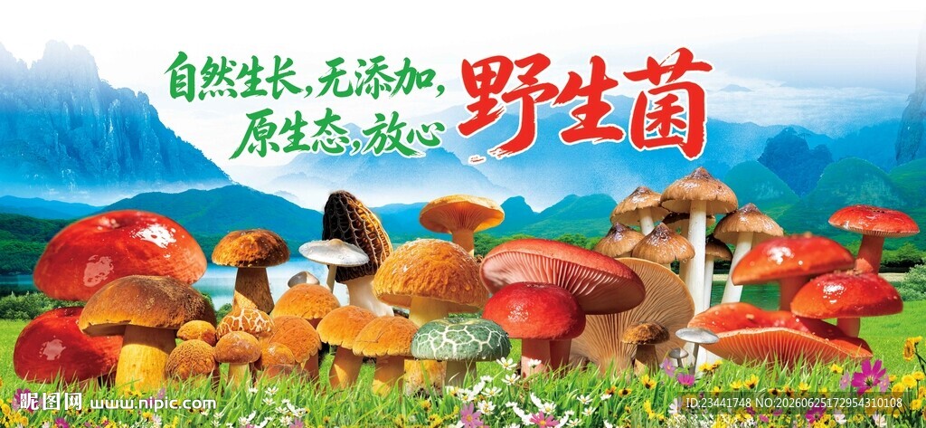 野生菌
