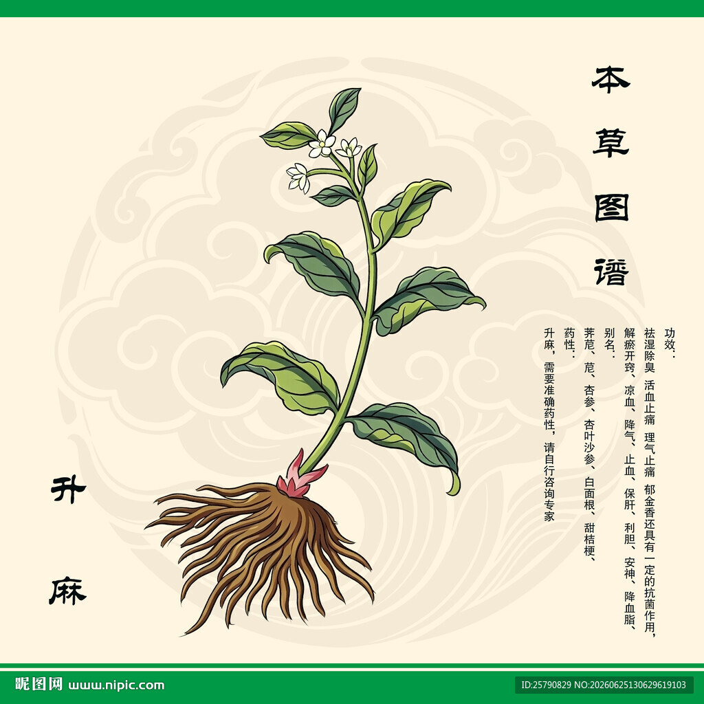 升麻植物图绘中药升麻