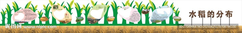 水稻的分布