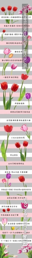 一路生花郁金香