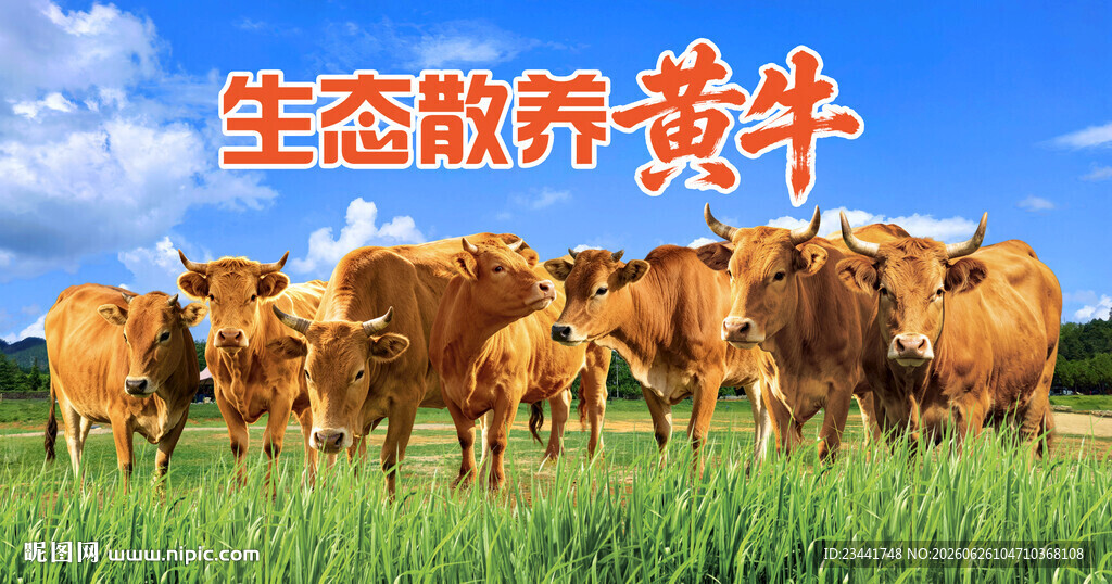  黄牛  