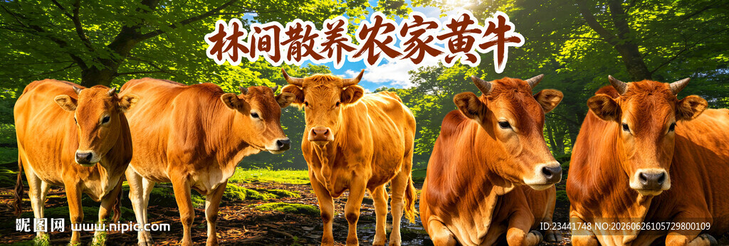  黄牛  