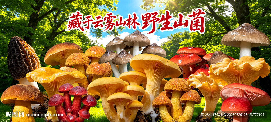 野生菌海报