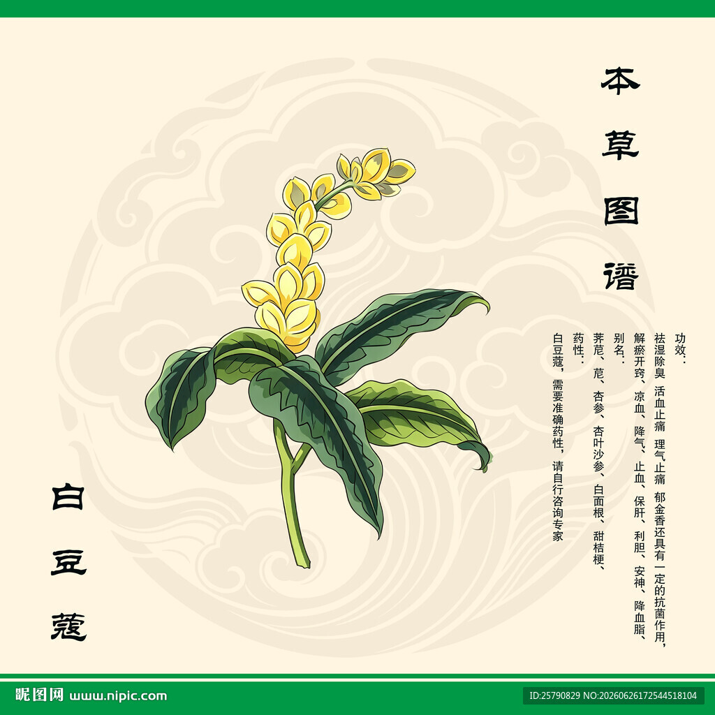 白豆蔻插画