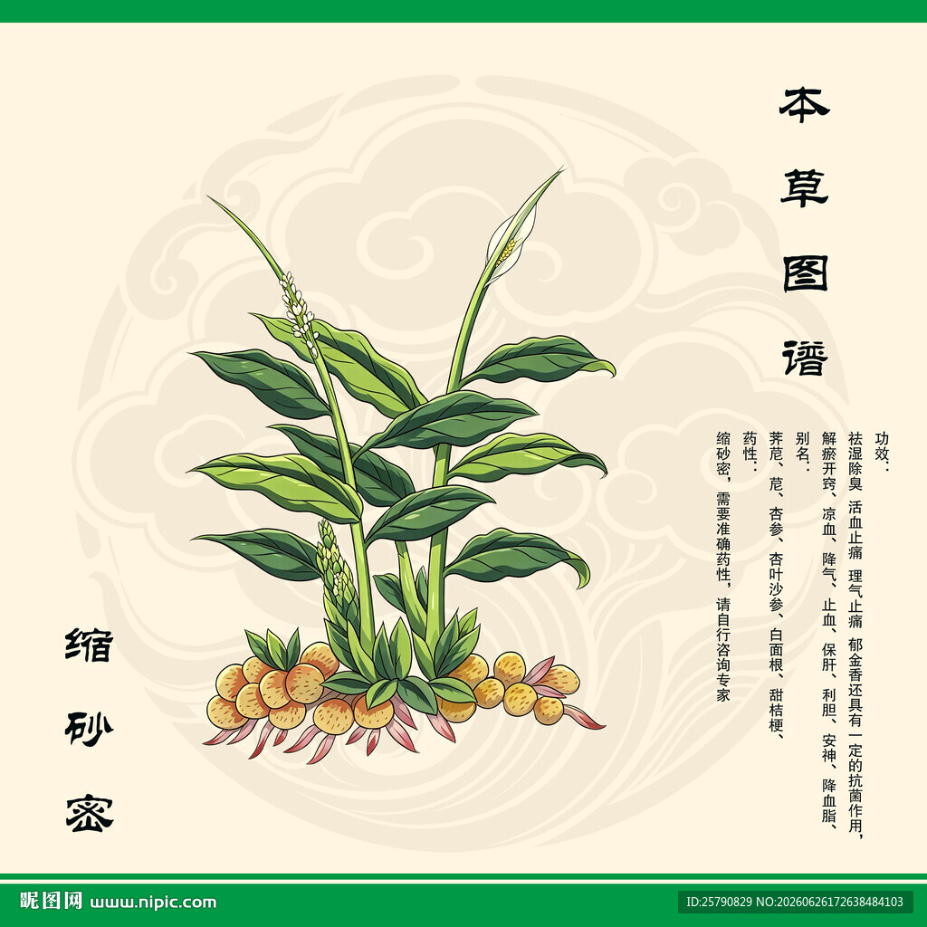 缩砂密本草纲目