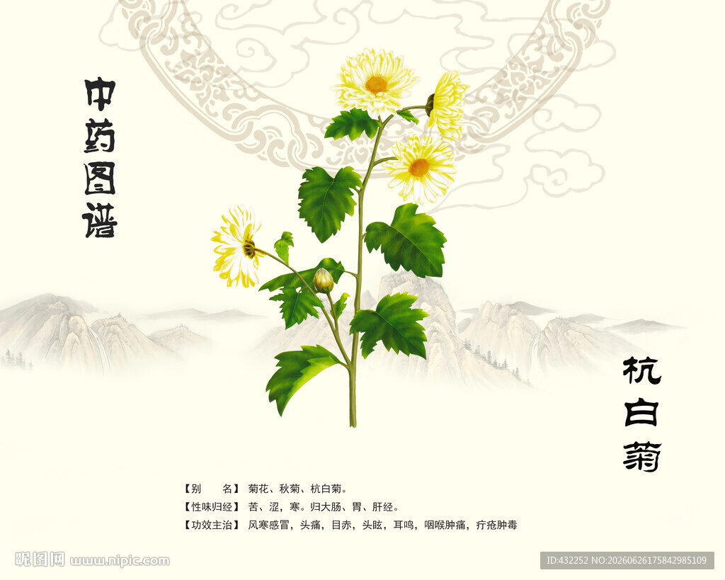 杭白菊中药菊花