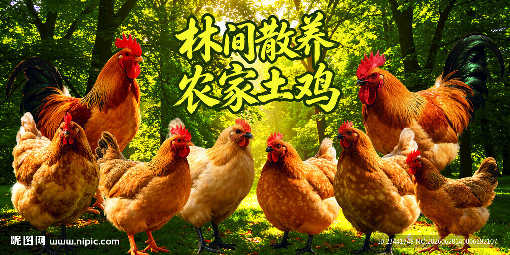  农家土鸡  