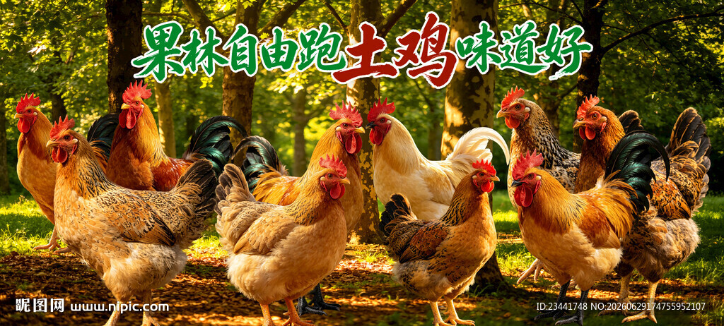 土鸡 
